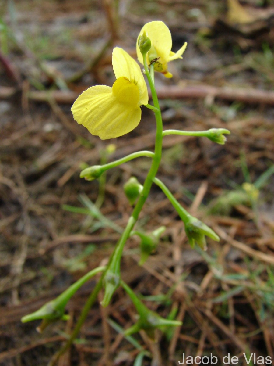 Utricularia aurea Lour.